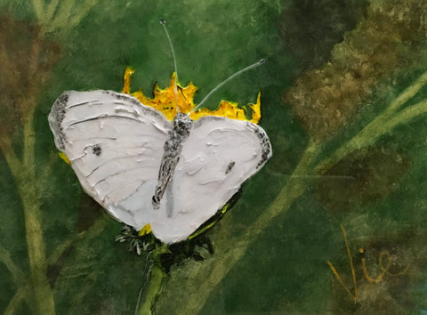 Papillon piéride de la rave